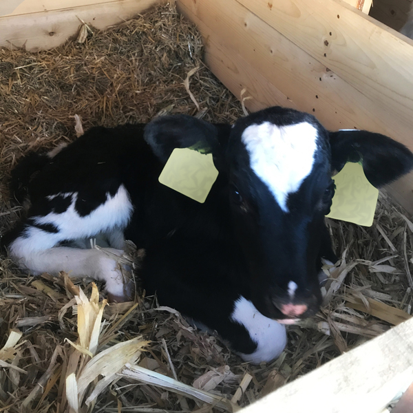 calf with tags